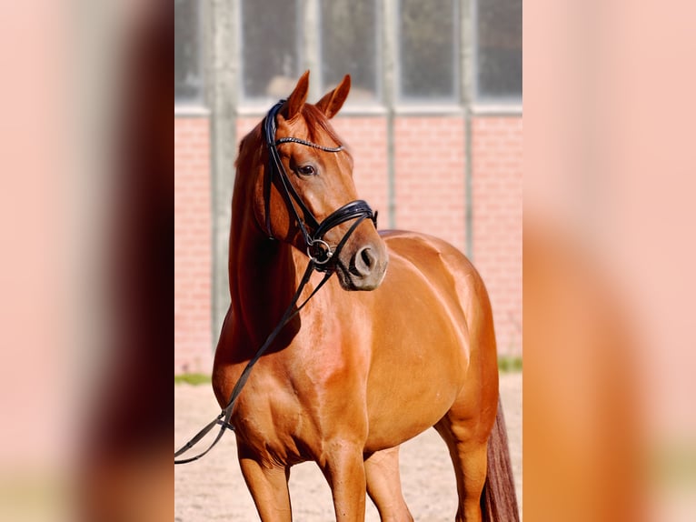 Westfale Mix Stute 6 Jahre 165 cm Fuchs in Rondeshagen