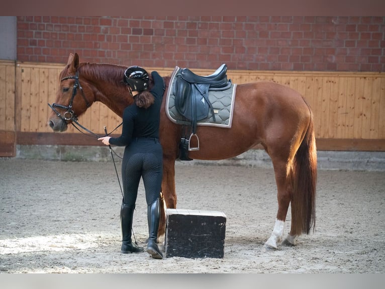 Westfale Mix Stute 6 Jahre 165 cm Fuchs in Rondeshagen
