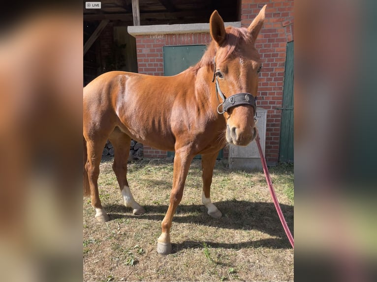 Westfale Mix Stute 6 Jahre 165 cm Fuchs in Rondeshagen