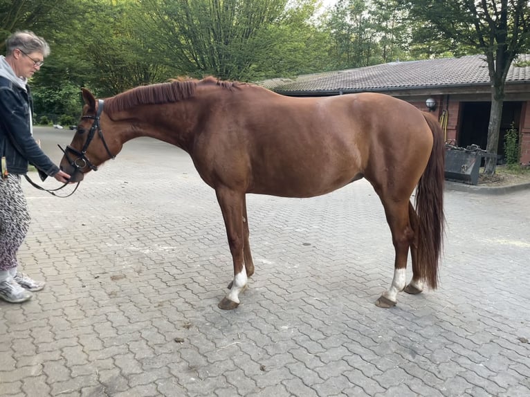 Westfale Mix Stute 6 Jahre 165 cm Fuchs in Rondeshagen