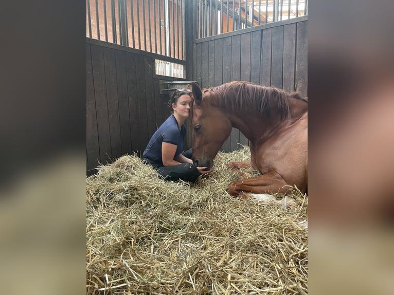 Westfale Mix Stute 6 Jahre 165 cm Fuchs in Rondeshagen