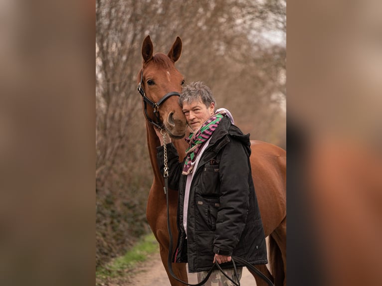 Westfale Mix Stute 6 Jahre 165 cm Fuchs in Rondeshagen