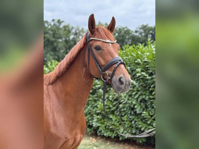 Westfale Stute 6 Jahre 165 cm Fuchs in Warendorf