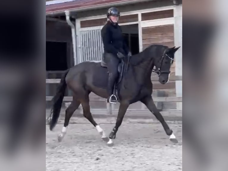 Westfale Stute 6 Jahre 165 cm Schwarzbrauner in Königstein im Taunus