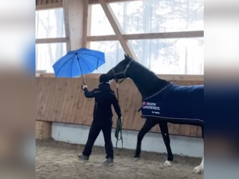 Westfale Stute 6 Jahre 165 cm Schwarzbrauner in Teichwitz