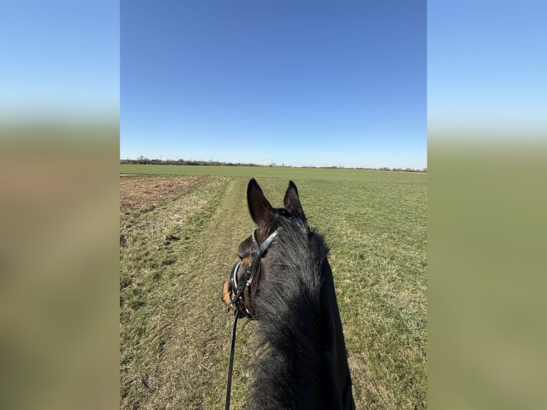 Westfale Stute 6 Jahre 166 cm Brauner in Rheine