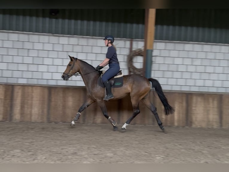 Westfale Stute 6 Jahre 166 cm Brauner in Oud Gastel