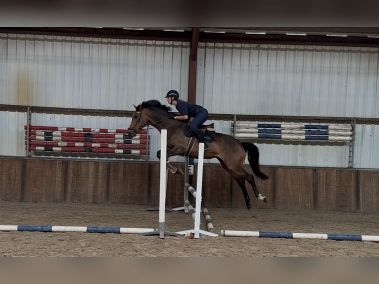 Westfale Stute 6 Jahre 166 cm Brauner in Oud Gastel