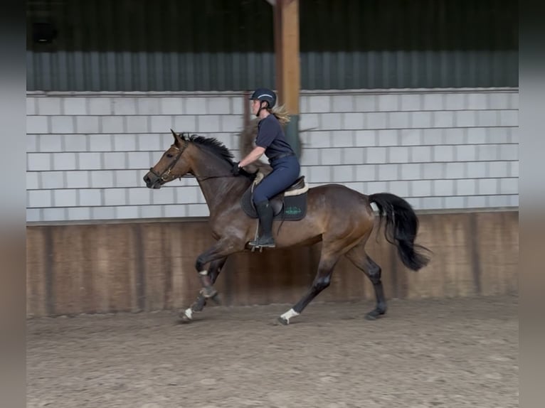 Westfale Stute 6 Jahre 166 cm Brauner in Oud Gastel
