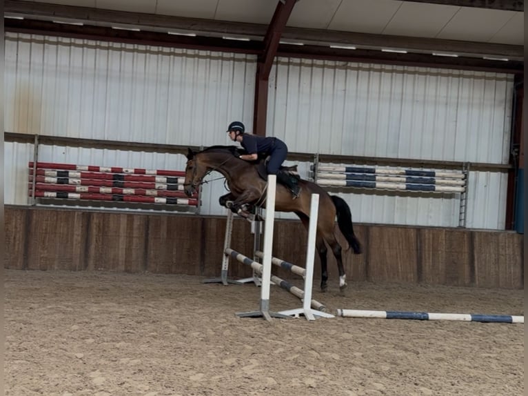 Westfale Stute 6 Jahre 166 cm Brauner in Oud Gastel