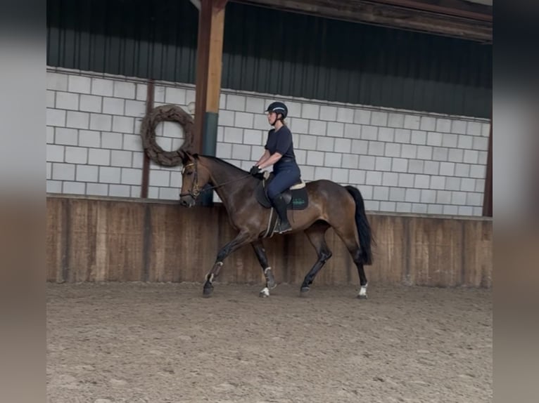Westfale Stute 6 Jahre 166 cm Brauner in Oud Gastel