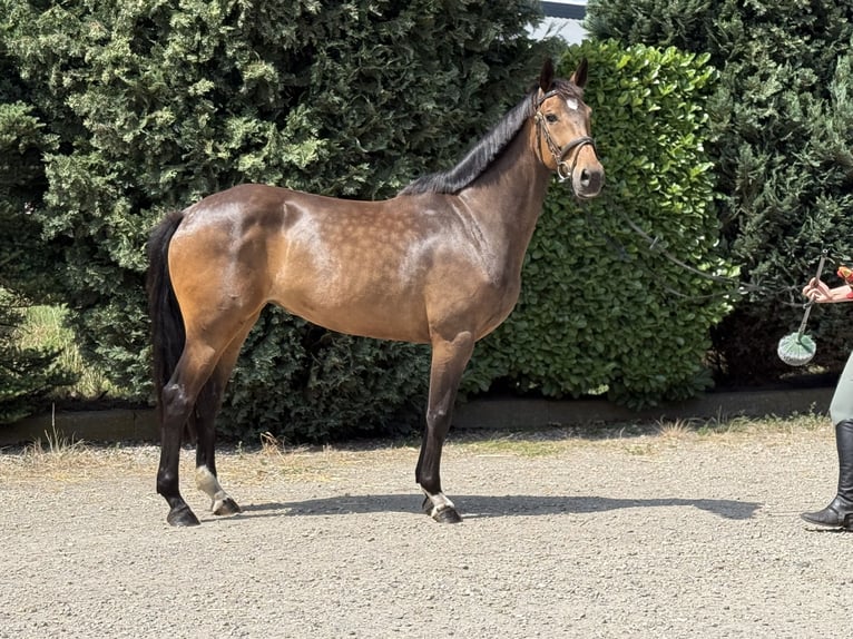 Westfale Stute 6 Jahre 166 cm Brauner in Oud Gastel