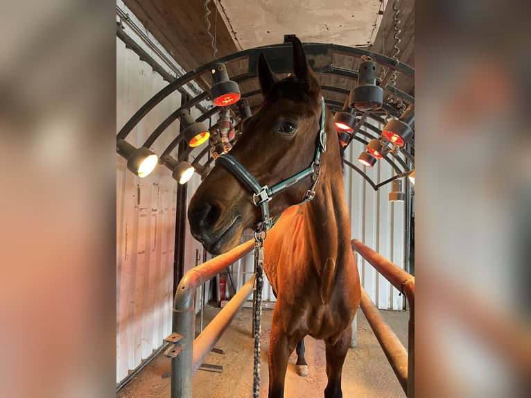 Westfale Stute 6 Jahre 166 cm in Castrop-Rauxel