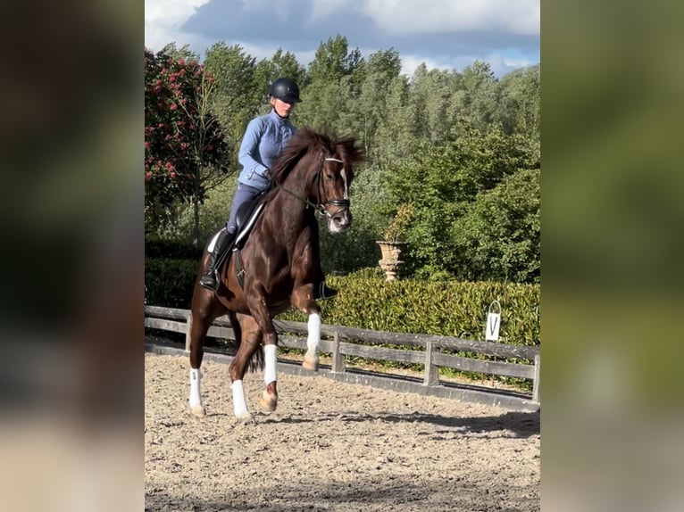 Westfale Stute 6 Jahre 166 cm Dunkelfuchs in Schijndel