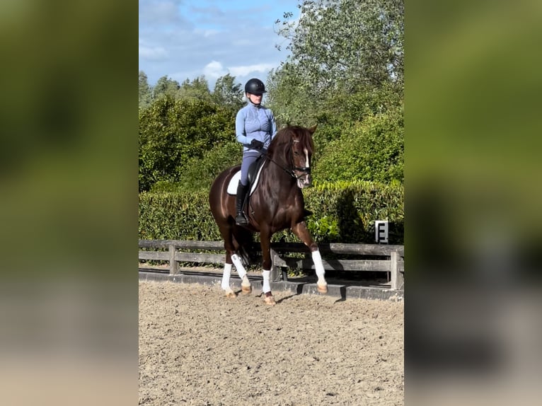 Westfale Stute 6 Jahre 166 cm Dunkelfuchs in Schijndel