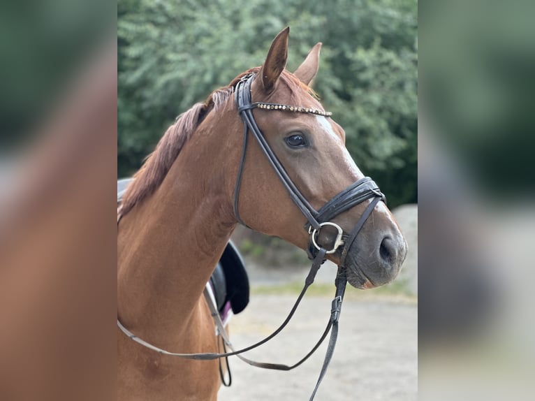 Westfale Stute 6 Jahre 166 cm Fuchs in Castrop-Rauxel