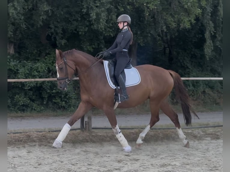 Westfale Stute 6 Jahre 166 cm Fuchs in Castrop-Rauxel
