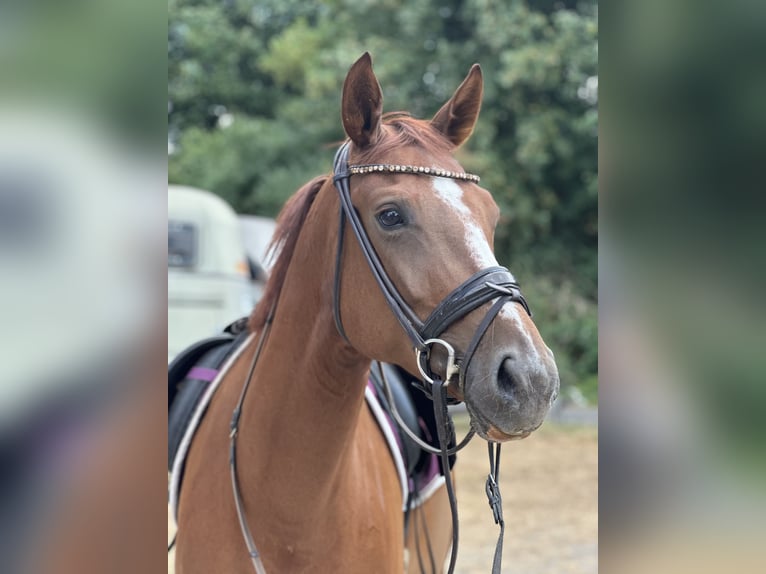 Westfale Stute 6 Jahre 166 cm Fuchs in Castrop-Rauxel