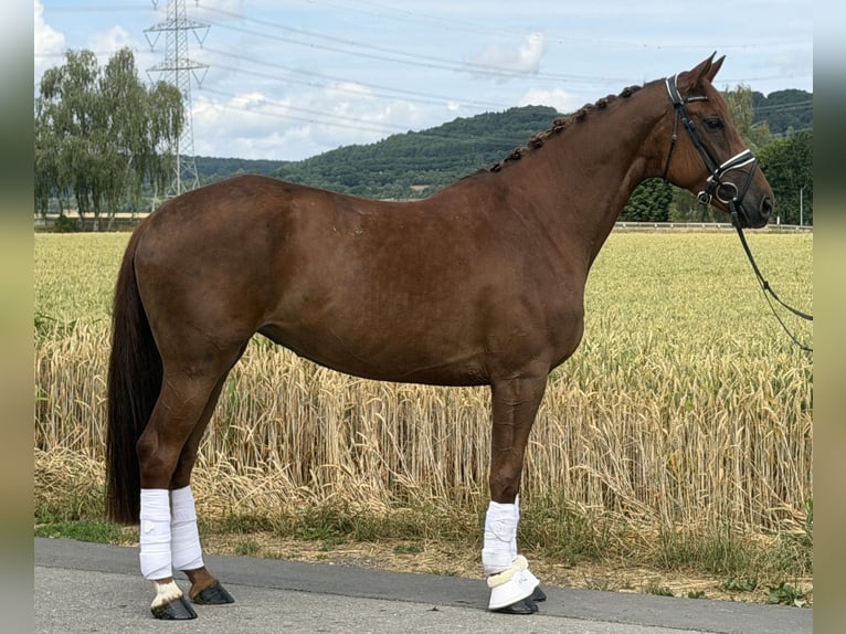 Westfale Stute 6 Jahre 166 cm Fuchs in Riedlingen