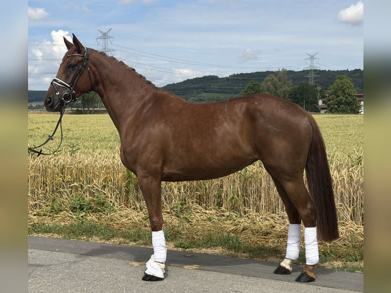 Westfale Stute 6 Jahre 166 cm Fuchs in Riedlingen