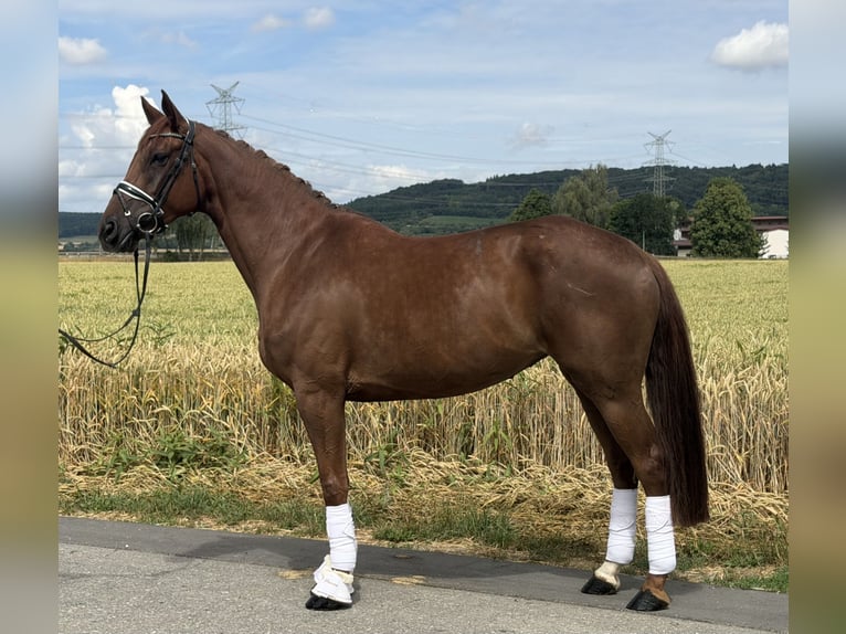Westfale Stute 6 Jahre 166 cm Fuchs in Riedlingen