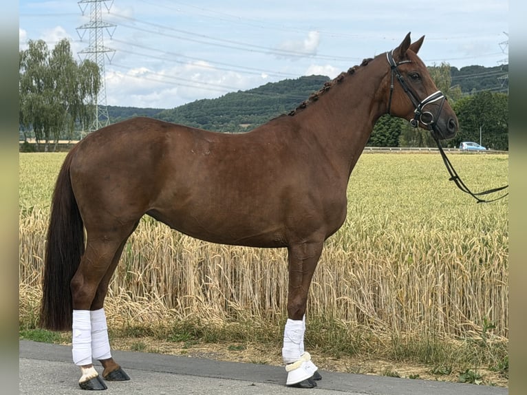 Westfale Stute 6 Jahre 166 cm Fuchs in Riedlingen