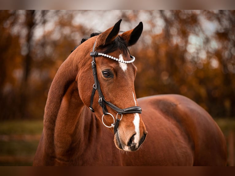 Westfale Stute 6 Jahre 167 cm Brauner in Riedstadt