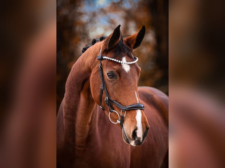 Westfale Stute 6 Jahre 167 cm Brauner in Riedstadt