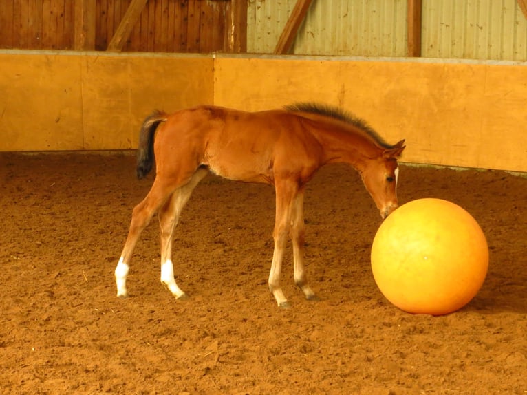 Westfale Stute 6 Jahre 167 cm Brauner in Frankenberg
