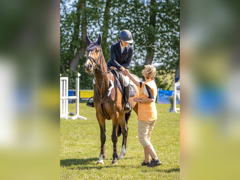 Westfale Stute 6 Jahre 167 cm Dunkelbrauner in Pokrent