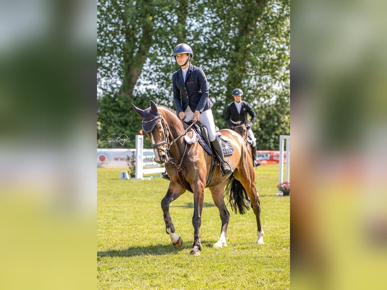 Westfale Stute 6 Jahre 167 cm Dunkelbrauner in Pokrent