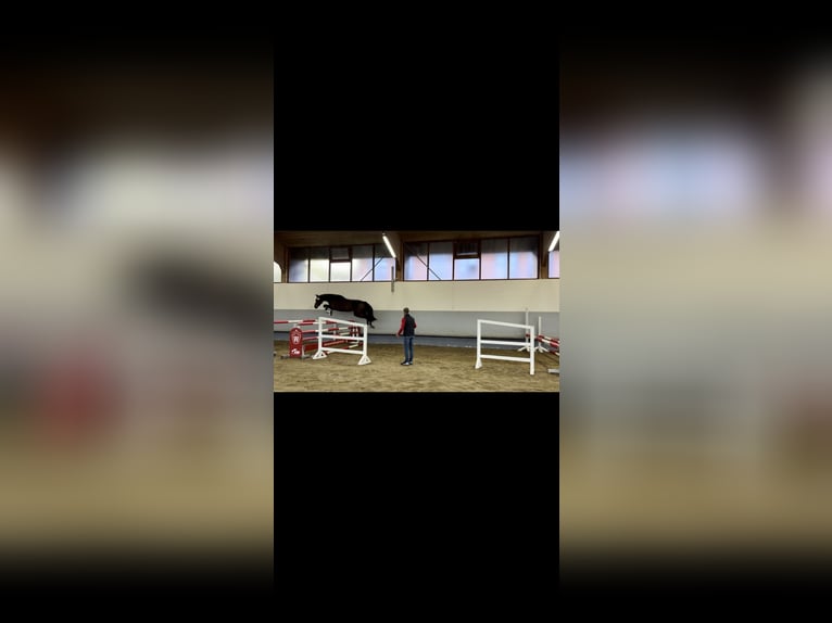 Westfale Stute 6 Jahre 167 cm Dunkelbrauner in Wietmarschen
