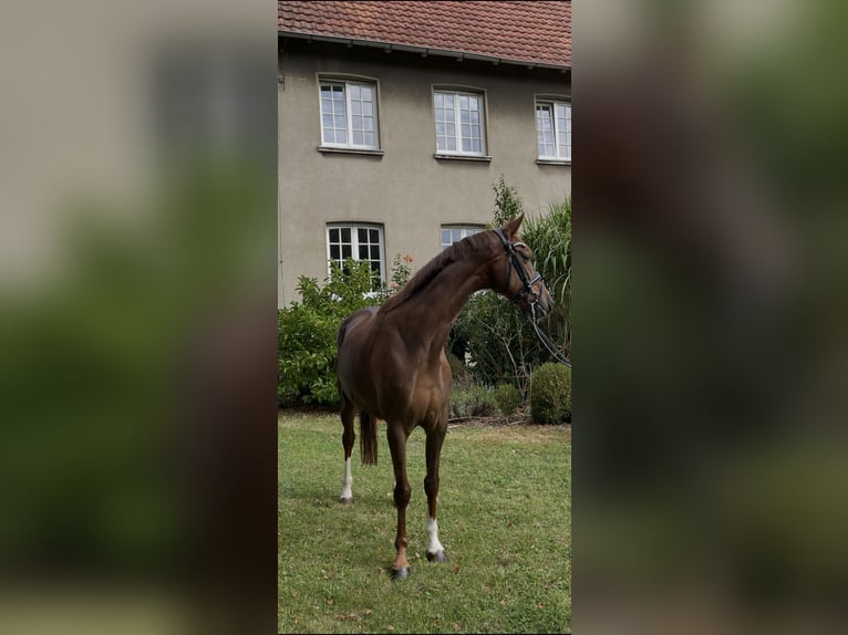 Westfale Stute 6 Jahre 167 cm Dunkelfuchs in IbbenbürenIbbenbüren