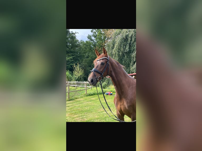 Westfale Stute 6 Jahre 167 cm Dunkelfuchs in IbbenbürenIbbenbüren