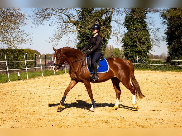 Westfale Stute 6 Jahre 167 cm Fuchs in Kempen