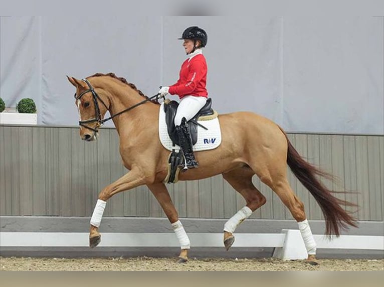 Westfale Stute 6 Jahre 167 cm Fuchs in Münster