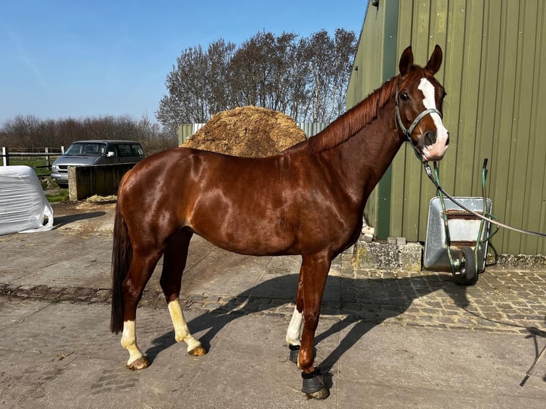 Westfale Stute 6 Jahre 167 cm Fuchs in Wachtendonk/Wankum