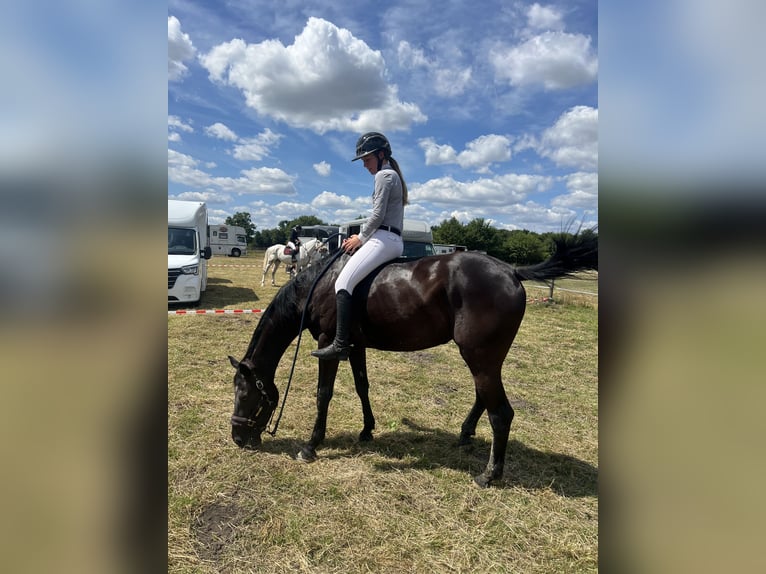 Westfale Stute 6 Jahre 167 cm Schwarzbrauner in Olfen
