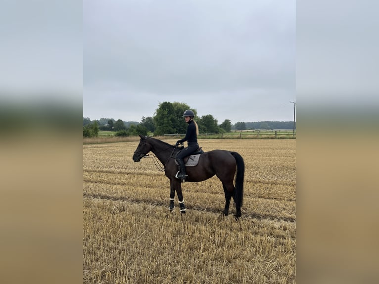 Westfale Stute 6 Jahre 167 cm Schwarzbrauner in Olfen