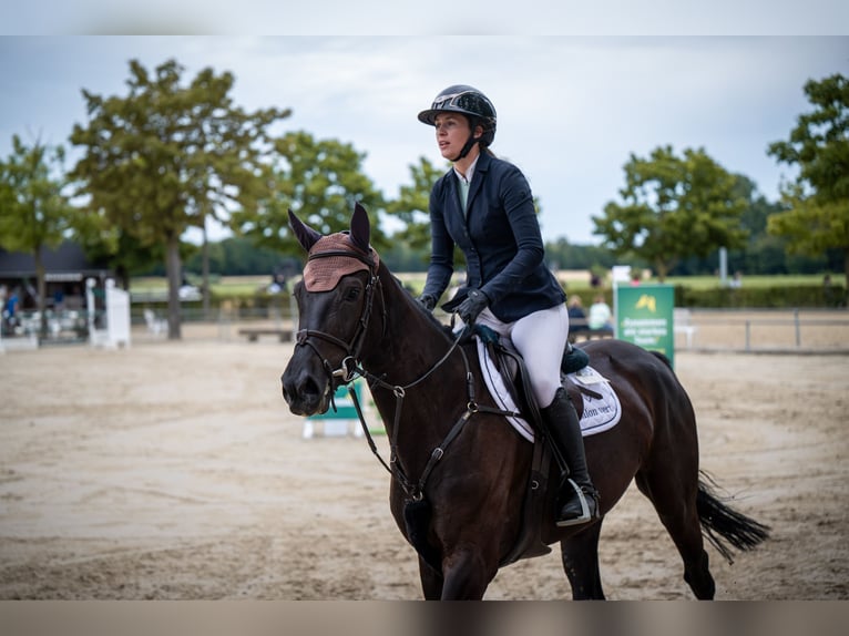 Westfale Stute 6 Jahre 167 cm Schwarzbrauner in Olfen