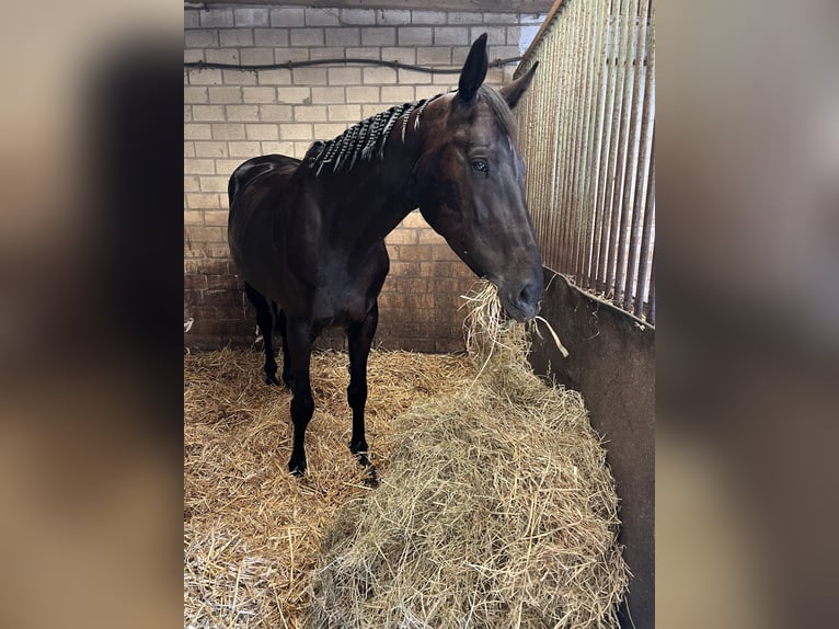 Westfale Stute 6 Jahre 167 cm Schwarzbrauner in Olfen