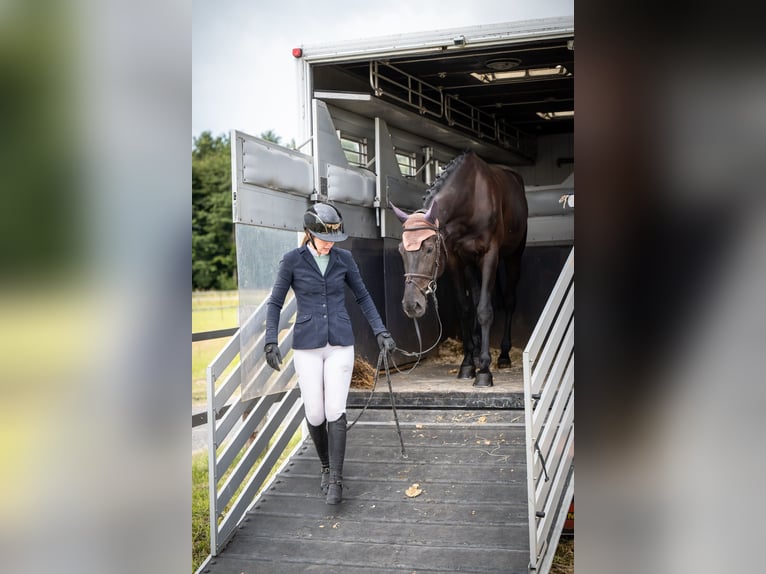Westfale Stute 6 Jahre 167 cm Schwarzbrauner in Olfen