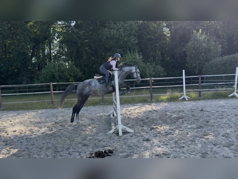 Westfale Stute 6 Jahre 168 cm Apfelschimmel in Münster
