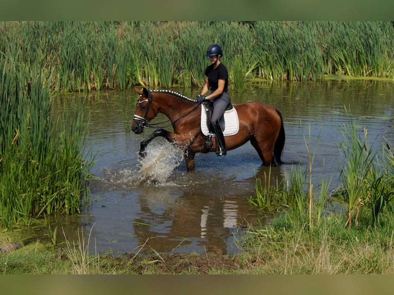 Westfale Stute 6 Jahre 168 cm Brauner in Iserlohn