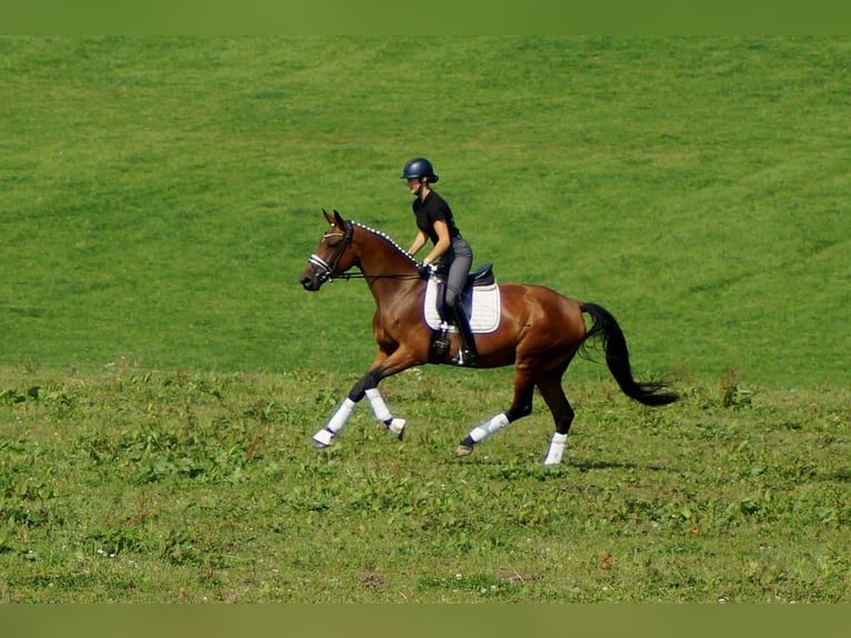 Westfale Stute 6 Jahre 168 cm Brauner in Iserlohn