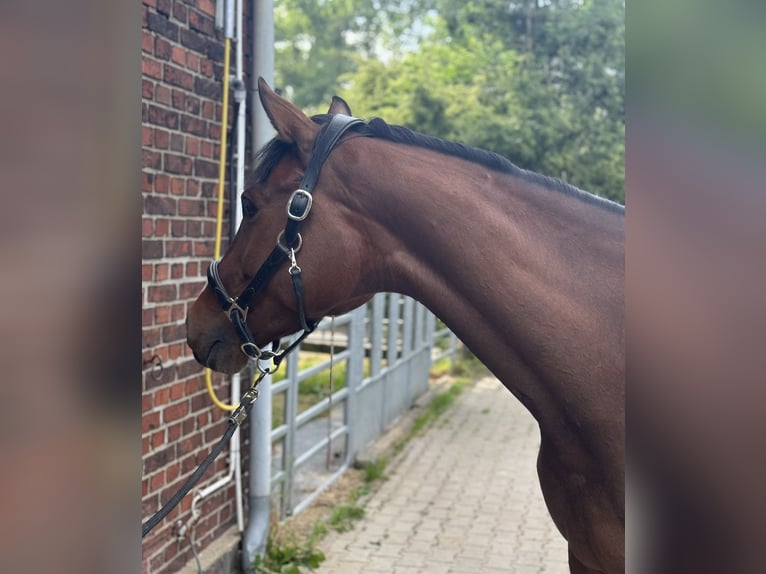 Westfale Stute 6 Jahre 168 cm Brauner in Hamm