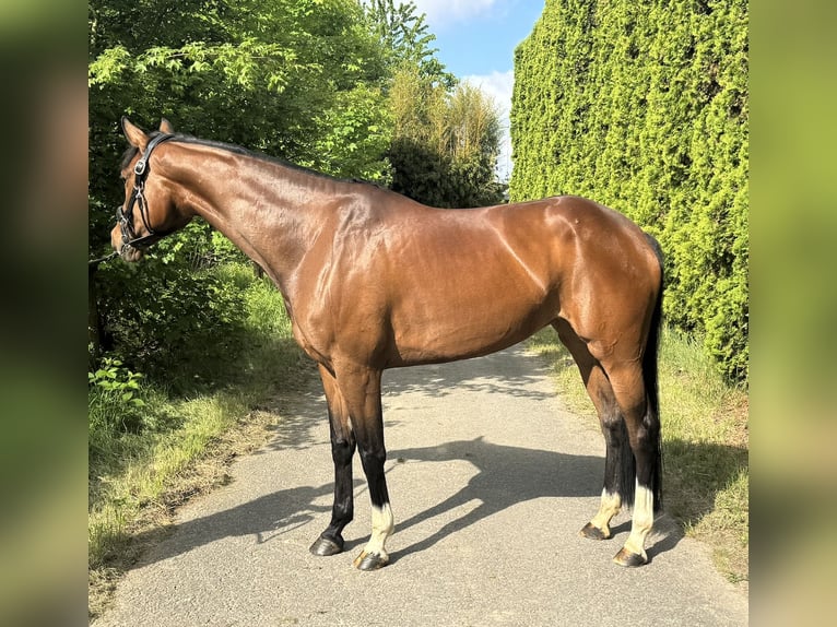 Westfale Stute 6 Jahre 168 cm Brauner in Hamm