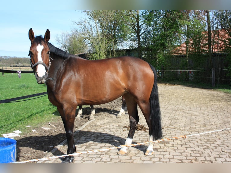 Westfale Stute 6 Jahre 168 cm Brauner in Ahlen