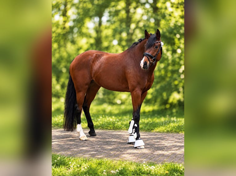 Westfale Stute 6 Jahre 168 cm Brauner in Bitterfeld