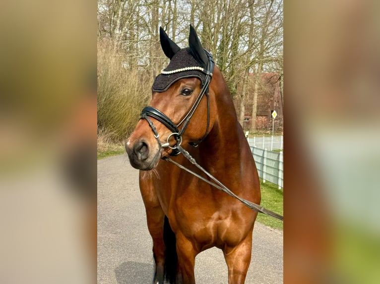 Westfale Stute 6 Jahre 168 cm Brauner in Coesfeld
